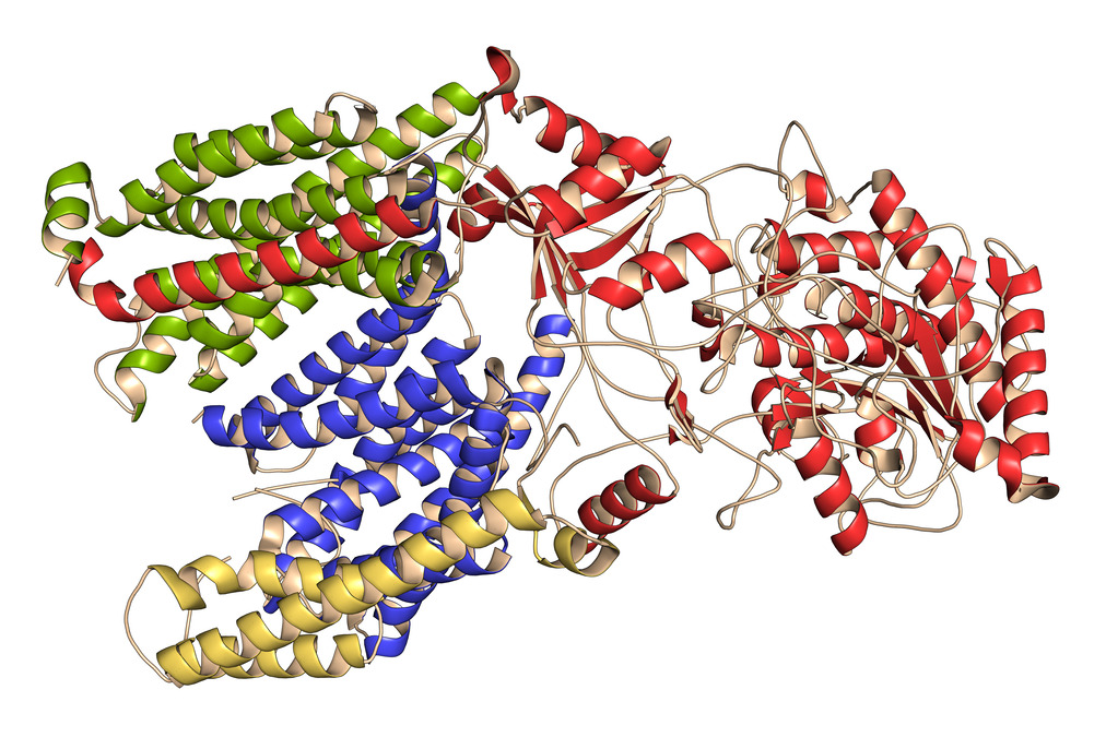 Enhancing Cryo-EM Analysis with Graphene: A Review of the Plant Respiratory Chain Supercomplex I + III₂ Study